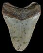 Bargain, Megalodon Tooth - North Carolina #67103-1